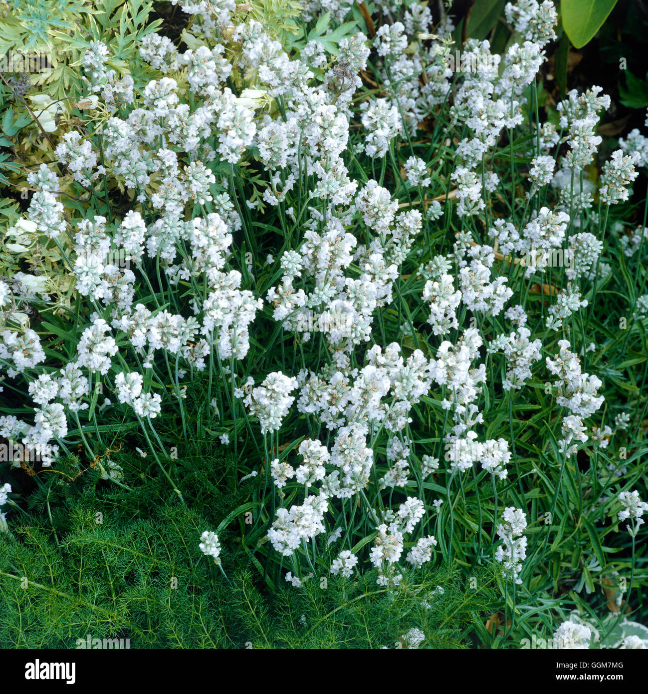 Lavandula angustifolia - `Nana Alba' AGM   TRS052372 Stock Photo